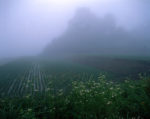 新潟県松之山　霧の中の花